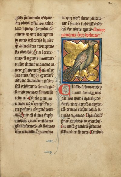 Un pavo real de Unbekannt Unbekannt